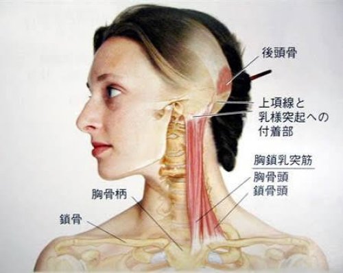 胸鎖乳突筋が張る理由